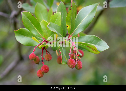 Killarney Erdbeerbaum, Arbutus, Erdbeerbaum, Erdbeere Madrone-Erdbeerbaum, Arbutus Madrid F. Rubra, Ericaceae. Stockfoto