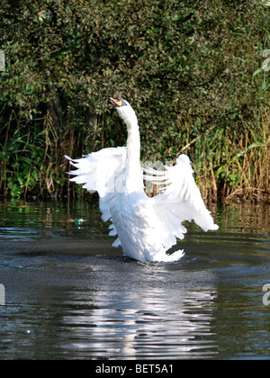 Höckerschwan Cygnus Olor mit den Flügeln schlägt. Stockfoto