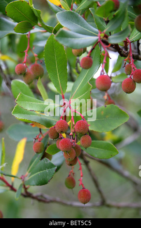 Killarney Erdbeerbaum, Arbutus, Erdbeerbaum, Erdbeere Madrone-Erdbeerbaum, Arbutus Madrid F. Rubra, Ericaceae. Stockfoto