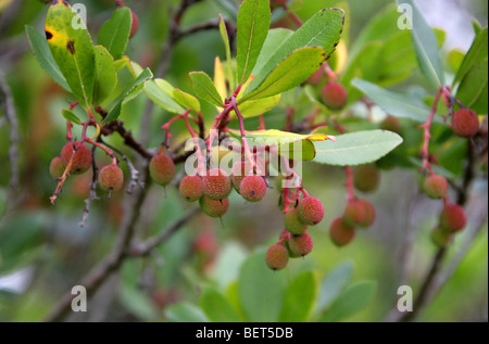 Killarney Erdbeerbaum, Arbutus, Erdbeerbaum, Erdbeere Madrone-Erdbeerbaum, Arbutus Madrid F. Rubra, Ericaceae. Stockfoto