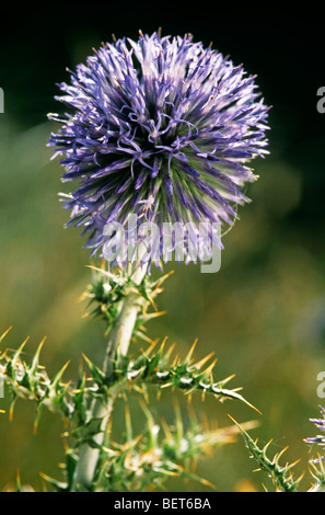 Taplow blue / Blue Globe (Echinops Bannaticus) in Blüte Stockfoto