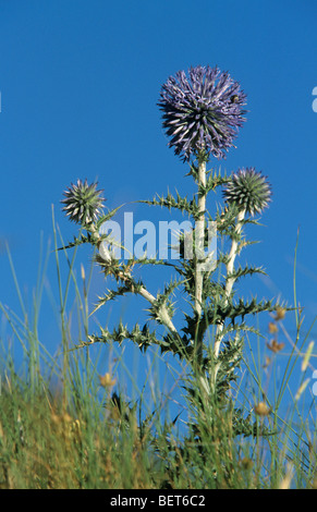 Taplow blue / Blue Globe (Echinops Bannaticus) in Blüte Stockfoto