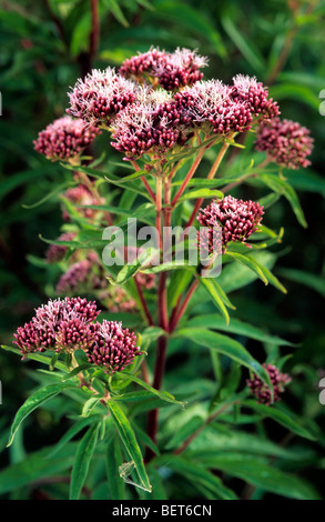 Hanf-Agrimony (Eupatorium Cannabinum) in Blüte Stockfoto