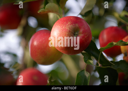 Frische Bio-rote Äpfel auf einem Apfelbaum Stockfoto