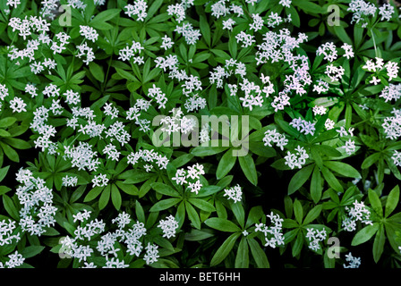 Waldmeister / wilde Schleierkraut / master des Waldes (Galium Odoratum / Asperula Odorata) in Blüte Stockfoto