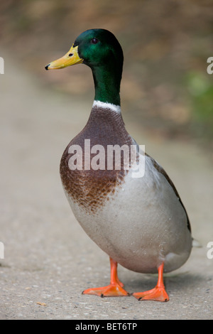 Stockente Drake - Anas platyrhynchos Stockfoto