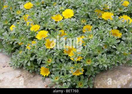 Tunesischer Teppich, Goldmünzen oder Mittelmeer Strand Daisy, Asteriscus Maritimus (Bubonium Maritimum), Asteraceae, Tunesien, Afrika. Stockfoto