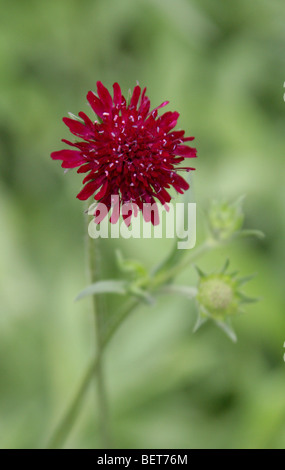 Mazedonisch Witwe Blume, Knautia Macedonica, Dipsacaceae, South Eastern Europe Stockfoto