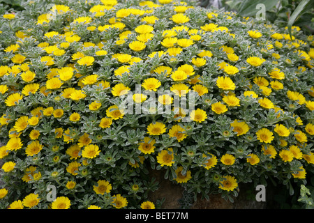 Tunesischer Teppich, Goldmünzen oder Mittelmeer Strand Daisy, Asteriscus Maritimus (Bubonium Maritimum), Asteraceae, Tunesien, Afrika. Stockfoto