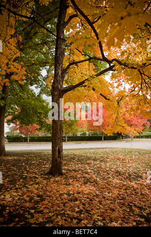 Buntes Herbstlaub in Loose Park, Kansas City, Missouri Stockfoto