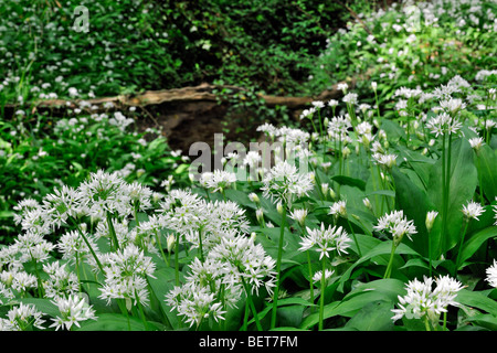 Bärlauch / Bärlauch (Allium Ursinum) Bach im Wald Frühling Blüte Stockfoto