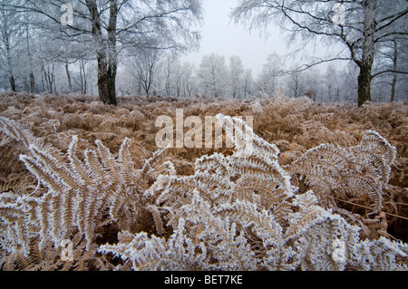 Birken und Bracken in Laubwald im Winter eiskalt in Raureif bedeckt / Raureif Stockfoto