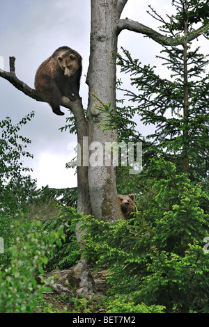 Weiblichen europäischen Braun Bär (Ursus Arctos) im Baum mit männlichen Bären auf dem Boden, Deutschland Stockfoto