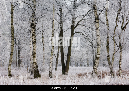Zweige von Birken in Laubwald im Winter eiskalt mit Raureif bedeckt / Rauhreif, Belgien Stockfoto