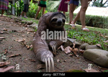 Eine Nahaufnahme von ein Faultier zu Fuß, mit den Beinen von Touristen im Hintergrund. Stockfoto