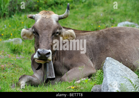 Braune Alpine Kuh (Bos Taurus) mit Kuhglocke und gebrochenen Horn ruht in alpinen Wiese in den Schweizer Alpen, Schweiz Stockfoto