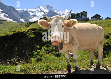 Alpine Kuh (Bos Taurus) mit Kuhglocke in Meadow, Schweizer Alpen, Schweiz Stockfoto