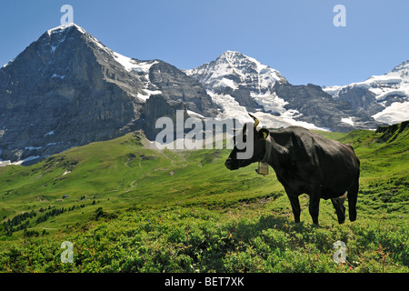 Der Eiger Berg und schwarzen Alpine Kuh (Bos Taurus) mit Kuhglocke in Meadow, Schweizer Alpen, Schweiz Stockfoto