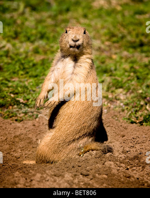 Close-up Präriehund in Teufels Turm, Wyoming, USA Stockfoto