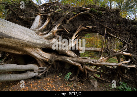 Gefallenen Buche (Fagus Sylvatica) Freilegen der Wurzeln im herbstlichen Wald, Deutschland. Stockfoto