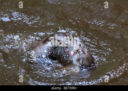 Spielerische europäischer Fischotter (Lutra Lutra) spielen im Wasser Stockfoto