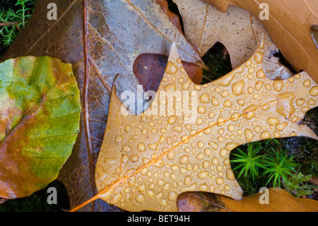 Gefallenen Buche (Fagus Sylvatica) und Blätter der Roteiche (Quercus Rubra) auf Waldboden im Herbst Stockfoto