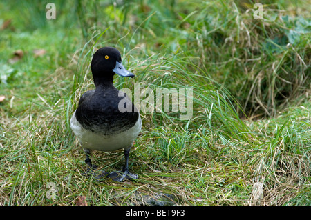 Reiherenten (Aythya Fuligula) männlich ruht am Ufer entlang Teich Stockfoto