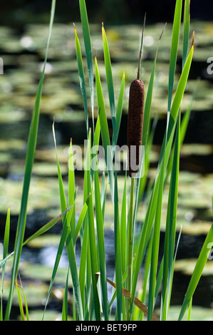 Größere Binsen / Reedmace Seedhead / breitblättrigen Rohrkolben (Typha Latifolia) am Rand des Sees Stockfoto