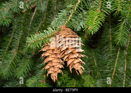 Küste Douglas-Tanne (Pseudotsuga Menziesii) Stockfoto