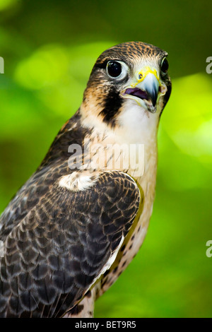 Wanderfalke (Falco Peregrinus) thront in einem Baumstamm im Wald Stockfoto
