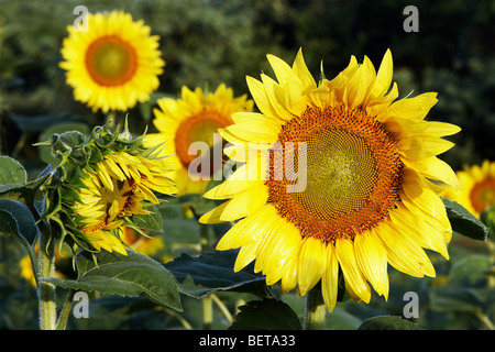 Eine Gruppe von Sonnenblumen in der Morgensonne. Stockfoto