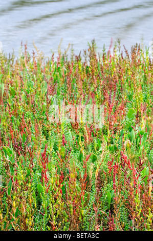 Marsh Queller / Queller (Salicornia Europaea) auf Salzwiesen rot, Belgien Stockfoto