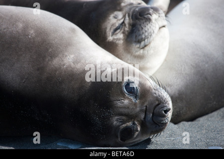 Die Fläche von 2 niedlichen Baby Seeelefanten, nahe zusammen liegen am Strand große reflektierende schwarze Augen, South Georgia Islands antarktischen Regionen Stockfoto