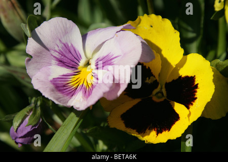 Lila und gelbe Stiefmütterchen Blüten. Stockfoto