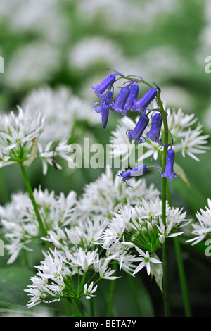 Bärlauch / Bärlauch (Allium Ursinum) und Glockenblumen (Scilla non-Scripta / Endymion Nonscriptus) in Blüte im Frühlingswald, UK Stockfoto