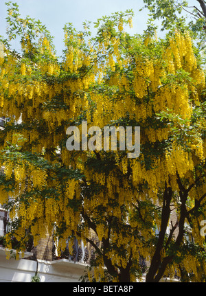 Nahaufnahme der Goldregen Baum mit leuchtend gelben Blüten Stockfoto