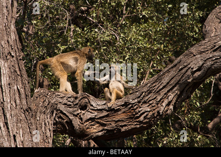 Nahaufnahme der lustige animierte Paar aufgeregt sprechen Paviane 1 ständigen 1 Sitzen beide Arme ausgestreckt hoch oben in den großen Baum in Botswana, Afrika Stockfoto