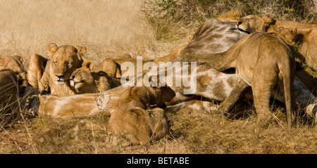 Panorama von Lion pride Fütterung auf giraffe Beute, zufriedene Mutter und cub Lions reiben Köpfe lächelnde, offene Nahaufnahme Savanne im Okavango Botswana Stockfoto