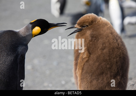 Nahaufnahme der helle Flaum und Erwachsenen Baby Königspinguine sprechen in Südgeorgien, Antarktis Stockfoto
