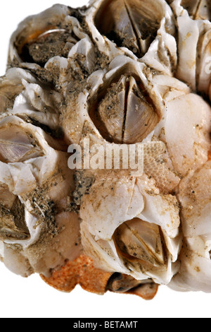 Eichel Seepocken / Rock Barnacle (Semibalanus Balanoides) Nahaufnahme Stockfoto