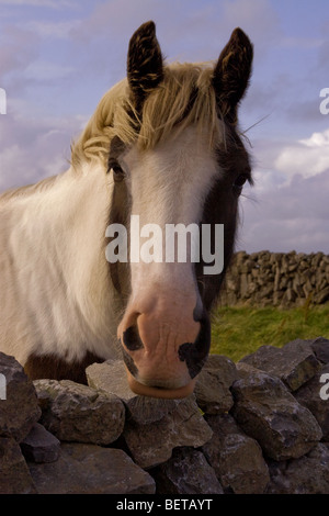 Pferd sieht gegenüber traditionellen stonewall, Inis Mor (Inismore) Insel, Aran-Inseln, Co. Galway, Irland Stockfoto