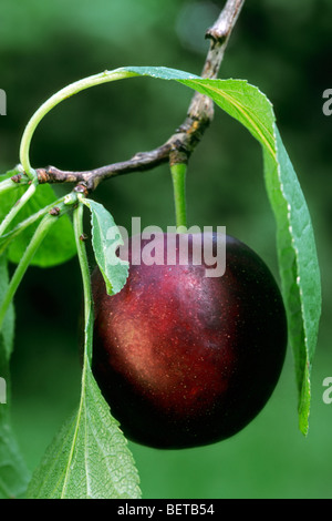 Pflaume auf Ast (Prunus Domestica) hängen von Baum, Belgien Stockfoto