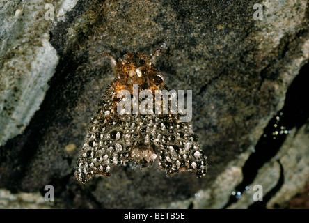 Winterschlaf Herald Moth (Scoliopteryx Libatrix) bedeckt im Tau, Europa Stockfoto