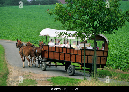 Touristen, die Reiten abgedeckt Wagen gezogen von Pferden (Equus Caballus) entlang Felder, Belgien Stockfoto