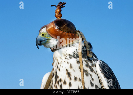 Nahaufnahme von Wanderfalke (Falco Peregrinus) Leder Haube Stockfoto