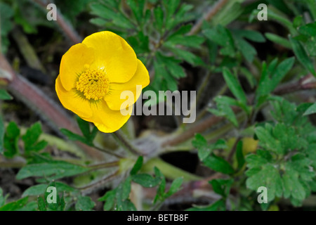 Knolligen Hahnenfuß / Saint Anthony Rübe (Ranunculus Bulbosus) blühen im Grünland Stockfoto