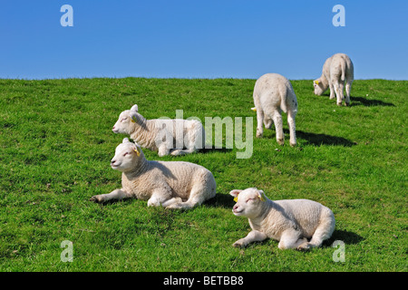 Herde von Texel Hausschafe (Ovis Aries) Lämmer Rast- und grasen auf der Wiese, Niederlande Stockfoto