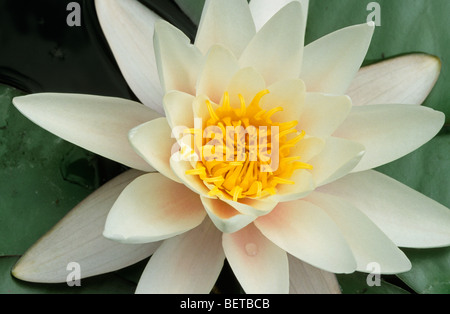 Wildwasser-Lilie Blume (Nymphaea Alba) im Teich Stockfoto