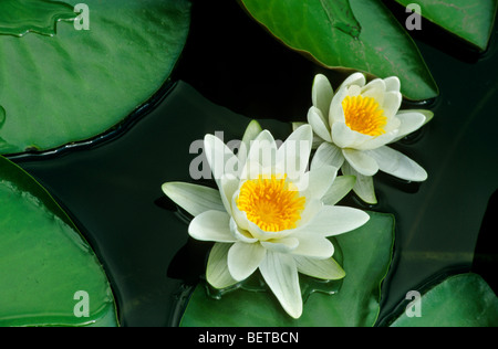 Wildwasser-Lilie Blume (Nymphaea Alba) im Teich Stockfoto