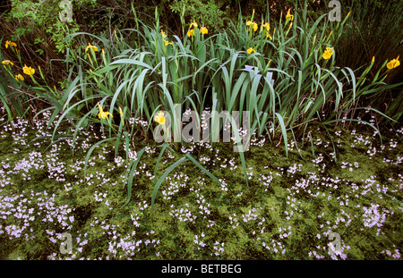 Wasser, violett (Hottonia Palustris) und gelbe Iris / gelbe Flagge (Iris Pseudacorus), Europa Stockfoto